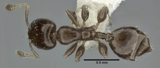 Xenomyrmex floridanus specimen CASENT0246165 image casent0246165_1