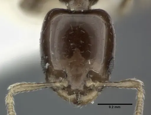 Xenomyrmex floridanus specimen CASENT0246165 image casent0246165_2