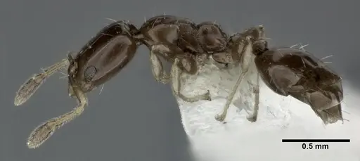 Xenomyrmex floridanus specimen CASENT0246165 image casent0246165_3