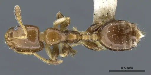 Xenomyrmex floridanus specimen CASENT0904614 image casent0904614_1