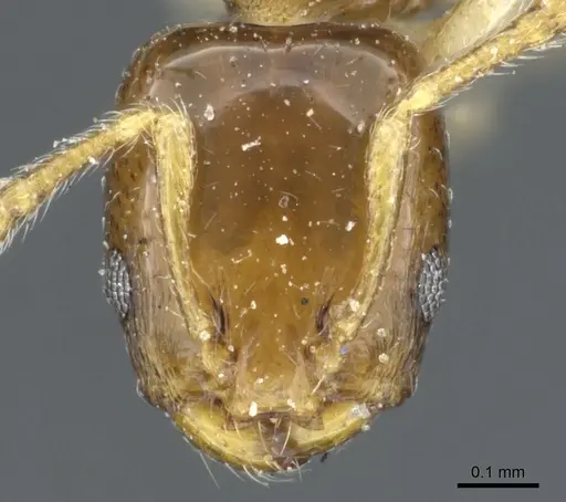 Xenomyrmex floridanus specimen CASENT0904614 image casent0904614_2