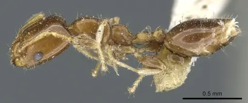 Xenomyrmex floridanus specimen CASENT0904614 image casent0904614_3