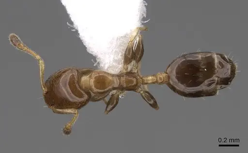 Xenomyrmex floridanus specimen CASENT0922899 image casent0922899_1