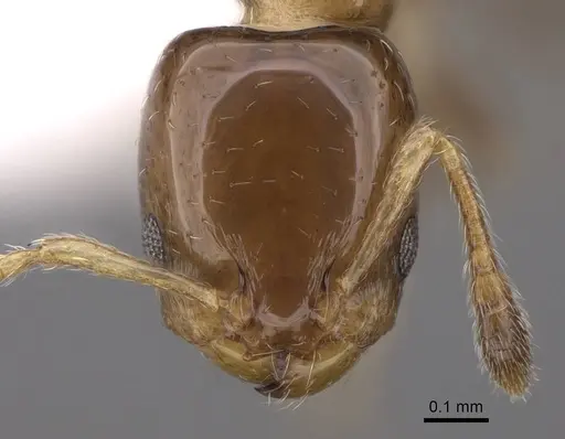 Xenomyrmex floridanus specimen CASENT0922899 image casent0922899_2