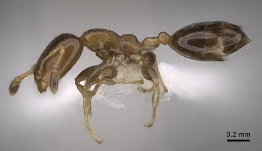 Xenomyrmex floridanus specimen CASENT0922899 image casent0922899_3