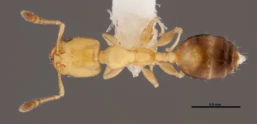 Xenomyrmex floridanus specimen FMNHINS0000078519 image fmnhins0000078519_1