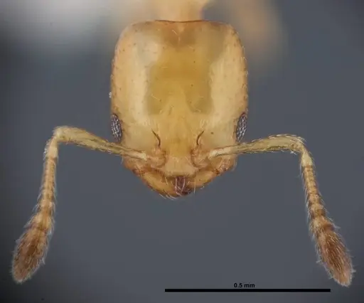 Xenomyrmex floridanus specimen FMNHINS0000078519 image fmnhins0000078519_2