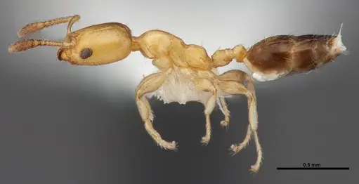 Xenomyrmex floridanus specimen FMNHINS0000078519 image fmnhins0000078519_3