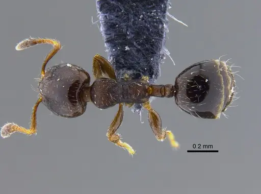 Xenomyrmex panamanus specimen CBUMAGENT41912 image cbumagent41912_1