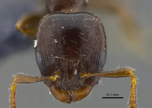 Xenomyrmex panamanus specimen CBUMAGENT41912 image cbumagent41912_2