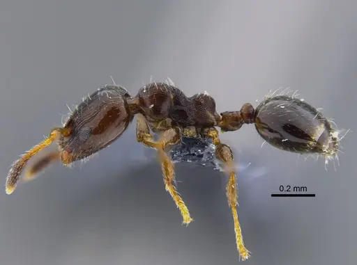 Xenomyrmex panamanus specimen CBUMAGENT41912 image cbumagent41912_3