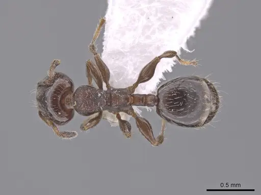 Xenomyrmex panamanus specimen INB0004099970 image inb0004099970_1
