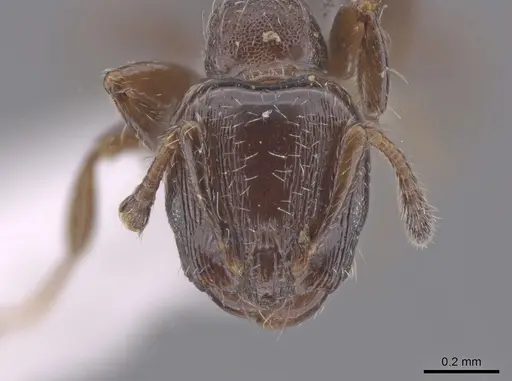 Xenomyrmex panamanus specimen INB0004099970 image inb0004099970_2