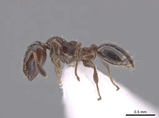Xenomyrmex panamanus specimen INB0004099970 image inb0004099970_3