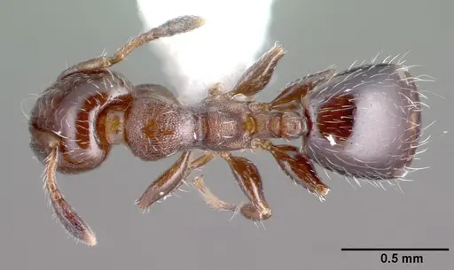 Xenomyrmex panamanus specimen PSW7668-22 image psw7668-22_1