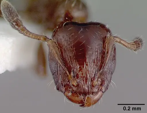 Xenomyrmex panamanus specimen PSW7668-22 image psw7668-22_2