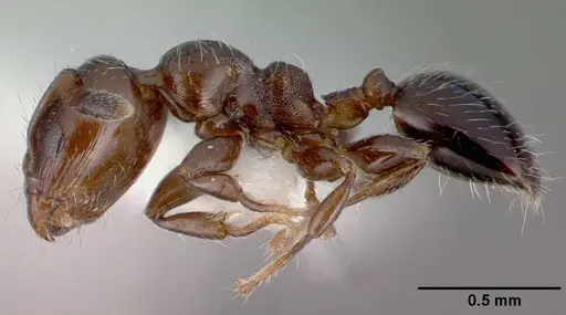 Xenomyrmex panamanus specimen PSW7668-22 image psw7668-22_3