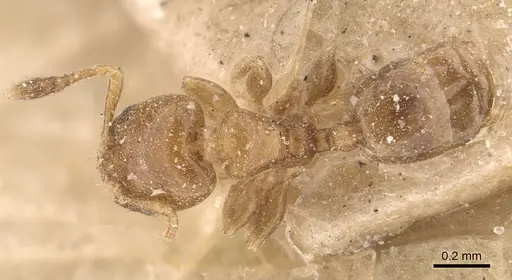 Xenomyrmex picquarti specimen CASENT0908844 image casent0908844_1
