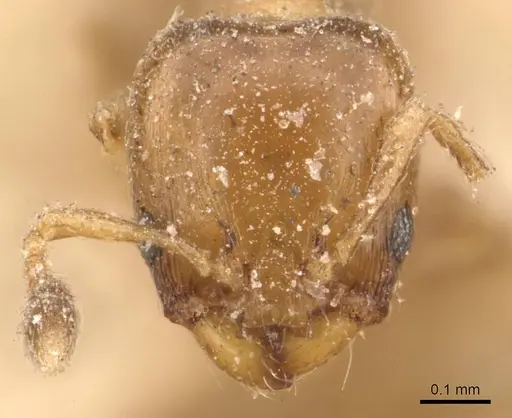 Xenomyrmex picquarti specimen CASENT0908844 image casent0908844_2