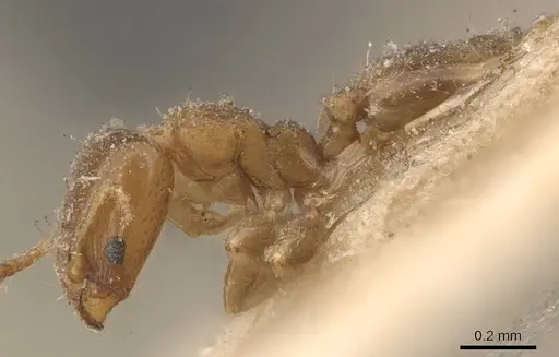 Xenomyrmex picquarti specimen CASENT0908844 image casent0908844_3