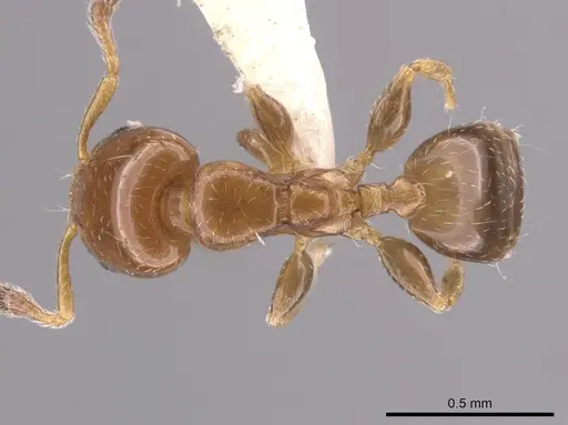 Xenomyrmex picquarti specimen INBIOCRI002280117 image inbiocri002280117_1