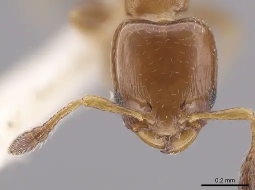 Xenomyrmex picquarti specimen INBIOCRI002280117 image inbiocri002280117_2