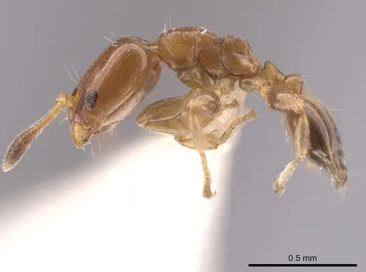 Xenomyrmex picquarti specimen INBIOCRI002280117 image inbiocri002280117_3