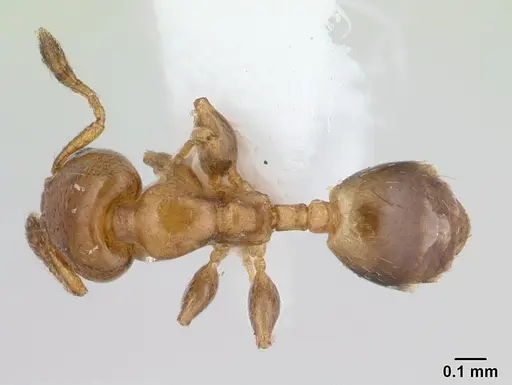 Xenomyrmex stollii specimen CASENT0179463 image casent0179463_1
