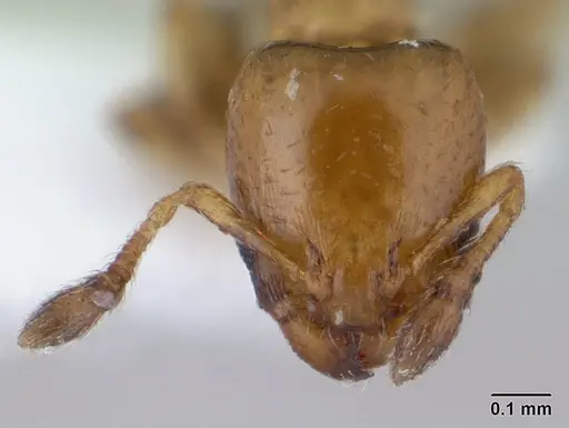 Xenomyrmex stollii specimen CASENT0179463 image casent0179463_2