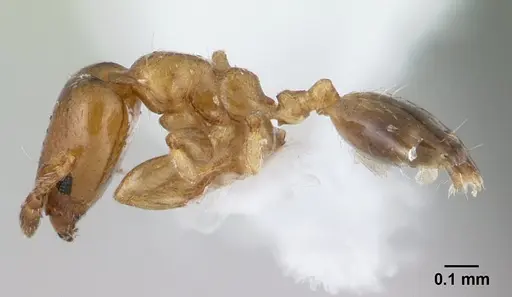 Xenomyrmex stollii specimen CASENT0179463 image casent0179463_3