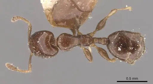 Xenomyrmex stollii specimen CASENT0908782 image casent0908782_1