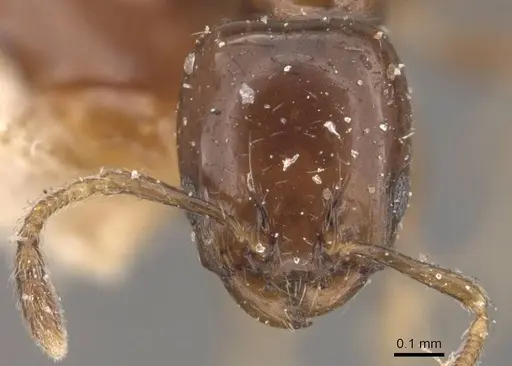 Xenomyrmex stollii specimen CASENT0908782 image casent0908782_2
