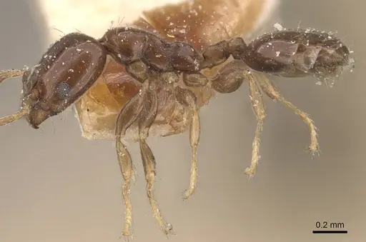 Xenomyrmex stollii specimen CASENT0908782 image casent0908782_3