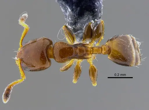 Xenomyrmex stollii specimen CBUMAGENT41913 image cbumagent41913_1
