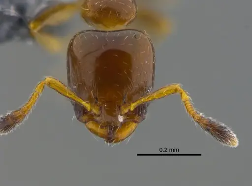 Xenomyrmex stollii specimen CBUMAGENT41913 image cbumagent41913_2