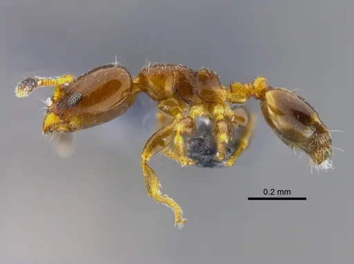Xenomyrmex stollii specimen CBUMAGENT41913 image cbumagent41913_3