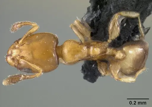 Xenomyrmex stollii specimen USNMENT01124291 image usnment01124291_1