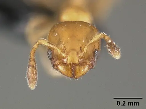 Xenomyrmex stollii specimen USNMENT01124291 image usnment01124291_2
