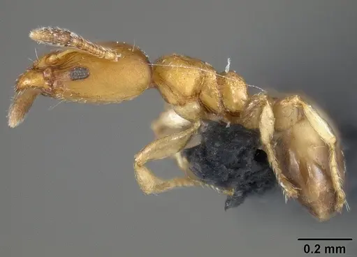 Xenomyrmex stollii specimen USNMENT01124291 image usnment01124291_3
