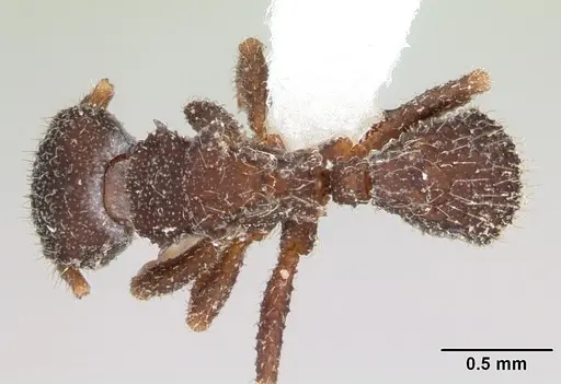 Xerolitor explicatus specimen CASENT0173987 image casent0173987_1