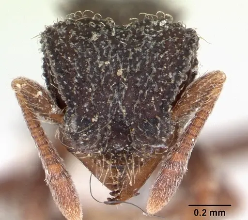 Xerolitor explicatus specimen CASENT0173987 image casent0173987_2