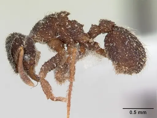 Xerolitor explicatus specimen CASENT0173987 image casent0173987_3