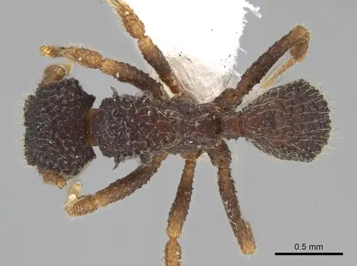 Xerolitor explicatus specimen CASENT0922150 image casent0922150_1