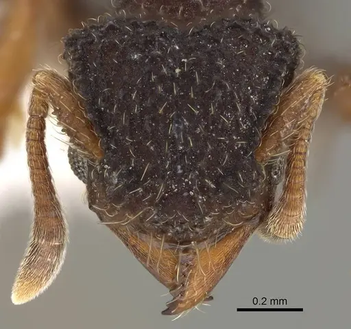 Xerolitor explicatus specimen CASENT0922150 image casent0922150_2