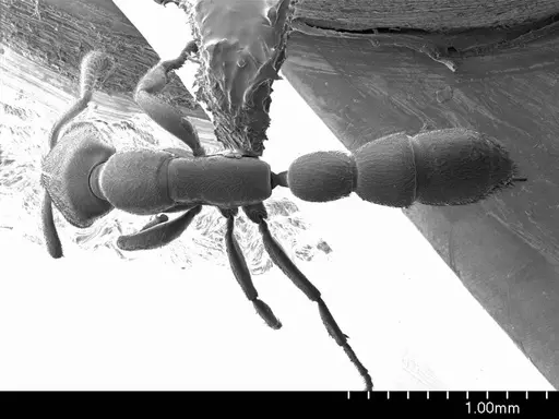 Xymmer muticus specimen ANTWEB1008499 image antweb1008499_1
