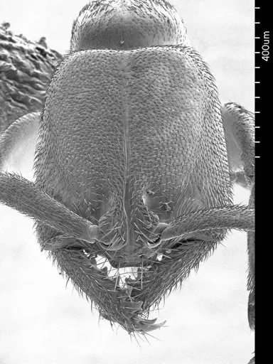 Xymmer muticus specimen ANTWEB1008499 image antweb1008499_2