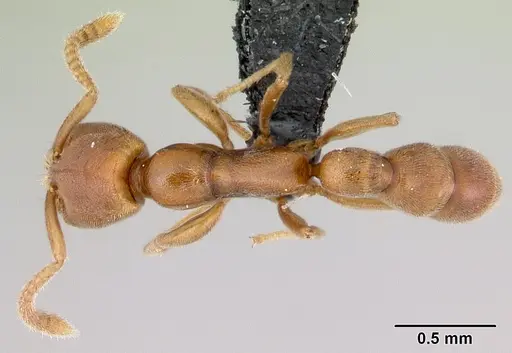 Xymmer muticus specimen CASENT0006827 image casent0006827_1