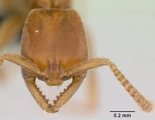 Xymmer muticus specimen CASENT0006827 image casent0006827_2
