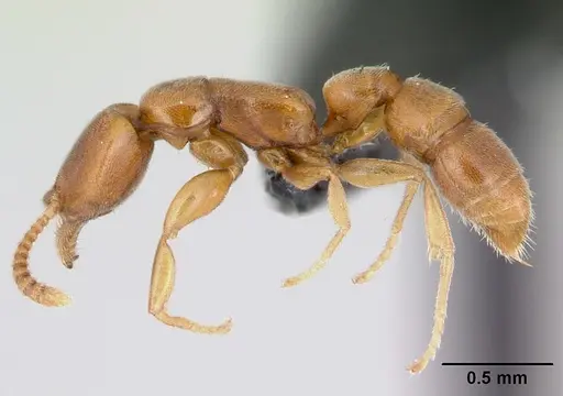 Xymmer muticus specimen CASENT0006827 image casent0006827_3