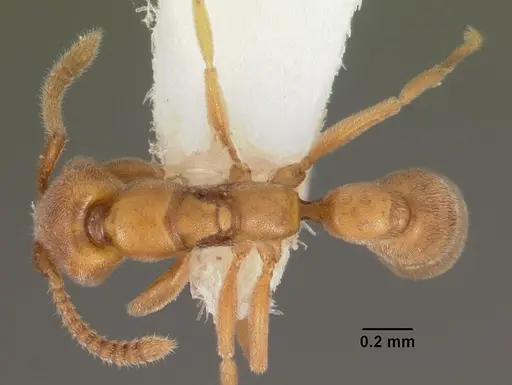 Xymmer muticus specimen CASENT0102213 image casent0102213_1